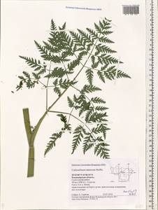 Conioselinum tataricum Hoffm., Eastern Europe, Central region (E4) (Russia)