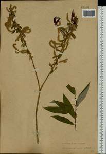 Salix triandra L., Siberia, Baikal & Transbaikal region (S4) (Russia)