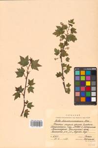 Ribes maximoviczianum Kom., Siberia, Russian Far East (S6) (Russia)