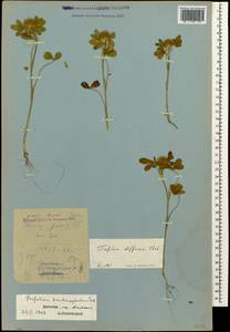 Trifolium diffusum Ehrh., Caucasus, Dagestan (K2) (Russia)