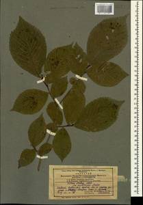 Ulmus glabra Huds., Caucasus, Azerbaijan (K6) (Azerbaijan)