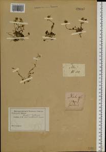 Arabidopsis lyrata subsp. petraea (L.) O'Kane & Al-Shehbaz, Siberia, Yakutia (S5) (Russia)