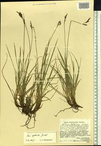 Carex rigidioides (Gorodkov) V.I.Krecz., Siberia, Russian Far East (S6) (Russia)