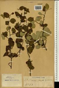 Cotoneaster, South Asia, South Asia (Asia outside ex-Soviet states and Mongolia) (ASIA) (China)