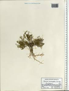 Thesium procumbens C. A. Mey., Eastern Europe, Central forest-and-steppe region (E6) (Russia)