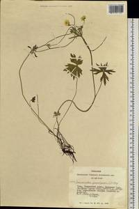 Ranunculus propinquus C.A.Mey., Siberia, Altai & Sayany Mountains (S2) (Russia)