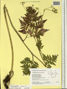 Chaerophyllum aureum L., Eastern Europe, Central region (E4) (Russia)