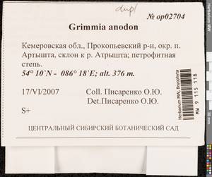 Grimmia anodon Bruch & Schimp., Bryophytes, Bryophytes - Western Siberia (including Altai) (B15) (Russia)