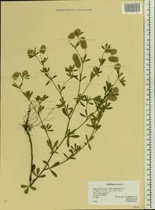 Trifolium arvense L., Eastern Europe, Central forest-and-steppe region (E6) (Russia)