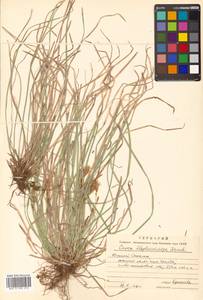 Carex blepharicarpa Franch., Siberia, Russian Far East (S6) (Russia)