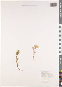 Minuartia glomerata (M. Bieb.) Degen, Caucasus, Black Sea Shore (from Novorossiysk to Adler) (K3) (Russia)