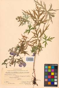 Aconitum karafutense subsp. karafutense, Siberia, Russian Far East (S6) (Russia)