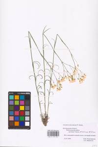 Eremogone saxatilis (L.) Ikonn., Eastern Europe, Central forest-and-steppe region (E6) (Russia)