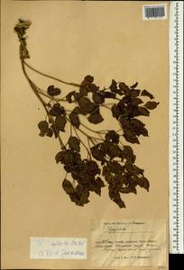 Glycyrrhiza inflata Batalin, South Asia, South Asia (Asia outside ex-Soviet states and Mongolia) (ASIA) (China)