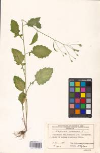 Lapsana communis, Eastern Europe, Moscow region (E4a) (Russia)