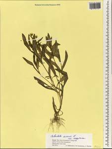 Calendula arvensis L., South Asia, South Asia (Asia outside ex-Soviet states and Mongolia) (ASIA) (Israel)