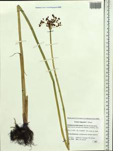 Schoenoplectus lacustris subsp. hippolyti (V.I.Krecz.) Kukkonen, Siberia, Baikal & Transbaikal region (S4) (Russia)