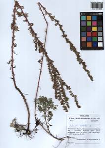 Artemisia rupestris L., Siberia, Altai & Sayany Mountains (S2) (Russia)