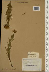 Pentanema ensifolium (L.) D. Gut. Larr., Santos-Vicente, Anderb., E. Rico & M. M. Mart. Ort., Caucasus (no precise locality) (K0)