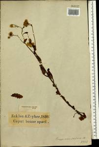 Eschenbachia ulmifolia (Burm. fil.) G. L. Nesom, Africa (AFR) (South Africa)