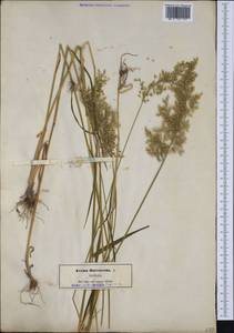 Trisetum flavescens (L.) P.Beauv., Western Europe (EUR) (Not classified)
