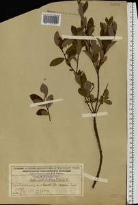 Salix myrsinifolia subsp. myrsinifolia, Eastern Europe, Volga-Kama region (E7) (Russia)