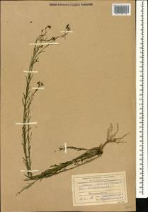 Linum austriacum, Caucasus, Dagestan (K2) (Russia)