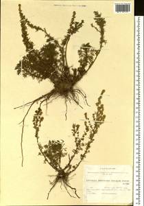 Artemisia obtusiloba subsp. subviscosa (Turcz. ex Besser) Krasnob., Siberia, Baikal & Transbaikal region (S4) (Russia)