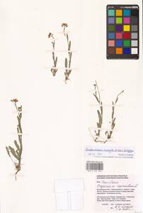 Pseudoarabidopsis toxophylla (M.Bieb.) Al-Shehbaz, O'Kane & R.A.Price, Eastern Europe, Lower Volga region (E9) (Russia)