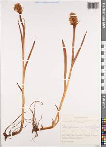 Dactylorhiza russowii (Klinge) Holub, Siberia, Western Siberia (S1) (Russia)
