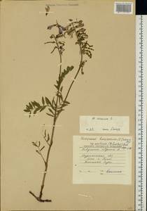 Hedysarum hedysaroides (L.) Schinz & Thell., Eastern Europe, Northern region (E1) (Russia)