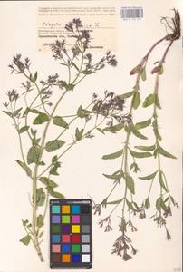 MHA 0 155 720, Nepeta ucranica L., Eastern Europe, Lower Volga region (E9) (Russia)