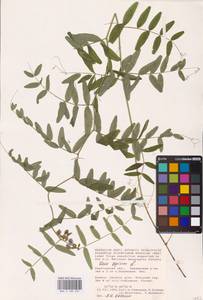 Vicia sepium L., Eastern Europe, Lower Volga region (E9) (Russia)