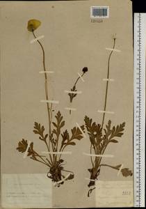 Oreomecon nudicaulis subsp. nudicaulis, Siberia, Altai & Sayany Mountains (S2) (Russia)
