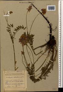 Onobrychis biebersteinii Sirj., Caucasus, Azerbaijan (K6) (Azerbaijan)
