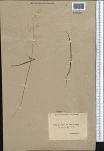 Agrostis, Middle Asia, Caspian Ustyurt & Northern Aralia (M8) (Kazakhstan)