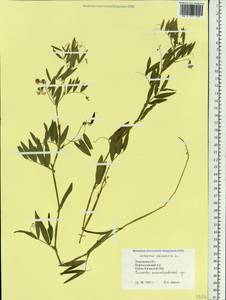 Lathyrus palustris L., Siberia, Western Siberia (S1) (Russia)