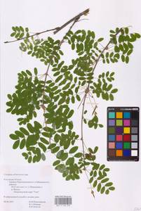 Caragana arborescens Lam., Eastern Europe, Central region (E4) (Russia)