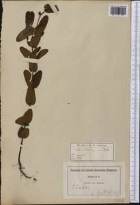Triadenum virginicum (L.) Raf., America (AMER) (United States)
