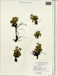 Sibbaldia procumbens L., South Asia, South Asia (Asia outside ex-Soviet states and Mongolia) (ASIA) (China)