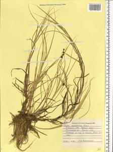 Carex mackenziei V.I.Krecz., Eastern Europe, Northern region (E1) (Russia)