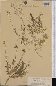 Cerastium arvense subsp. suffruticosum (L.) Nym., Western Europe (EUR) (Italy)