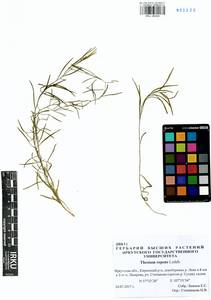 Thesium repens Ledeb., Siberia, Baikal & Transbaikal region (S4) (Russia)