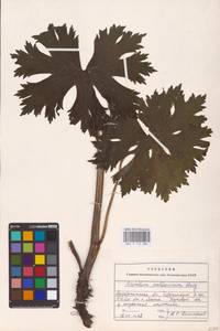 Aconitum lycoctonum subsp. moldavicum (Hacq.) Jalas, Eastern Europe (no precise locality) (E0)