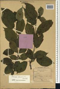 Prunus avium (L.) L., Caucasus, Georgia (K4) (Georgia)