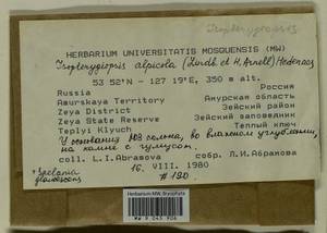 Isopterygiella alpicola (Lindb.) Ignatov & Ignatova, Bryophytes, Bryophytes - Russian Far East (excl. Chukotka & Kamchatka) (B20) (Russia)