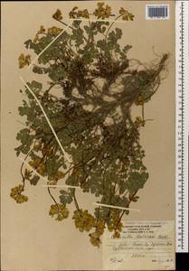 Coronilla orientalis subsp. balansae (Boiss.) Zernov, Caucasus, South Ossetia (K4b) (South Ossetia)