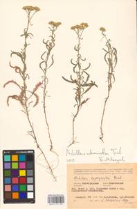 Achillea ×submicrantha Tzvelev, Eastern Europe, Lower Volga region (E9) (Russia)