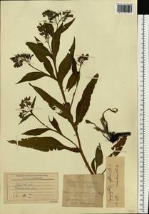 Symphytum officinale L., Eastern Europe, Moscow region (E4a) (Russia)