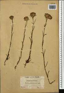 Dianthus pseudarmeria M. Bieb., Caucasus (no precise locality) (K0)